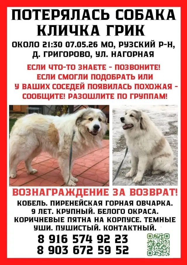 Найдена собака в Калинковичах — РУЗА МО