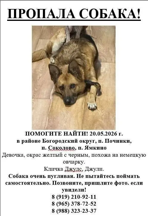 Найдена собака в Калинковичах — Богородский округ, п. Починки,п. Соколово, п. Ямкино МО