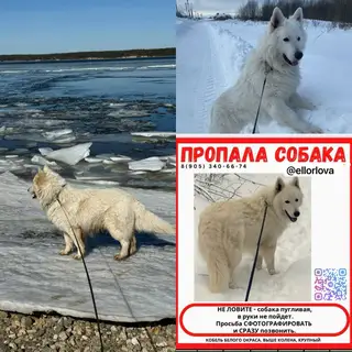 Найдена собака в Калинковичах — ЧЕБОКСАРЫ