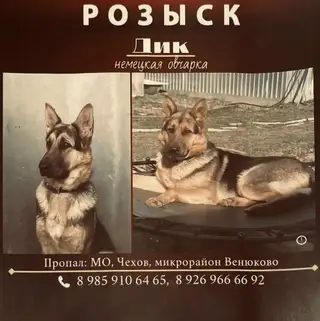 Пропала собака в Калинковичах — д. Венюково, Чеховский район МО