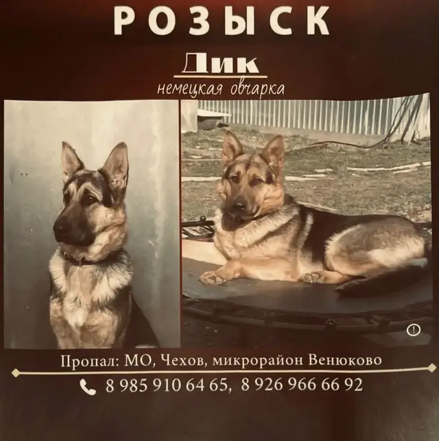 Пропала собака в Калинковичах — д. Венюково, Чеховский район МО