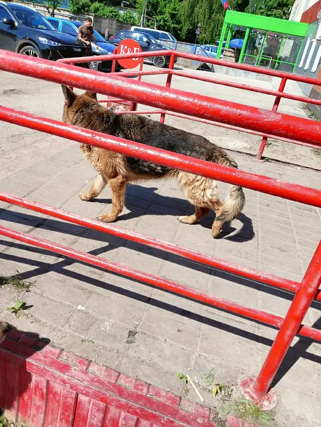 Найдена собака в Калинковичах — ДОМА!!❤❤❤