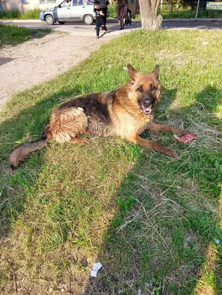 Найдена собака в Калинковичах — ДОМА!!❤❤❤