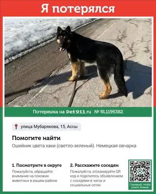 Пропала собака в Калинковичах — фото объявления