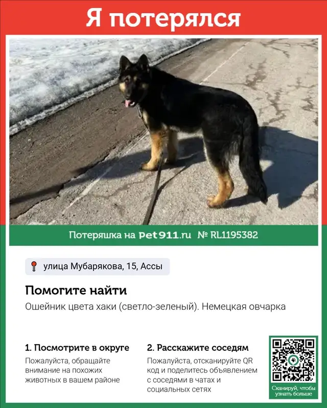 Пропала собака в Калинковичах — фото объявления