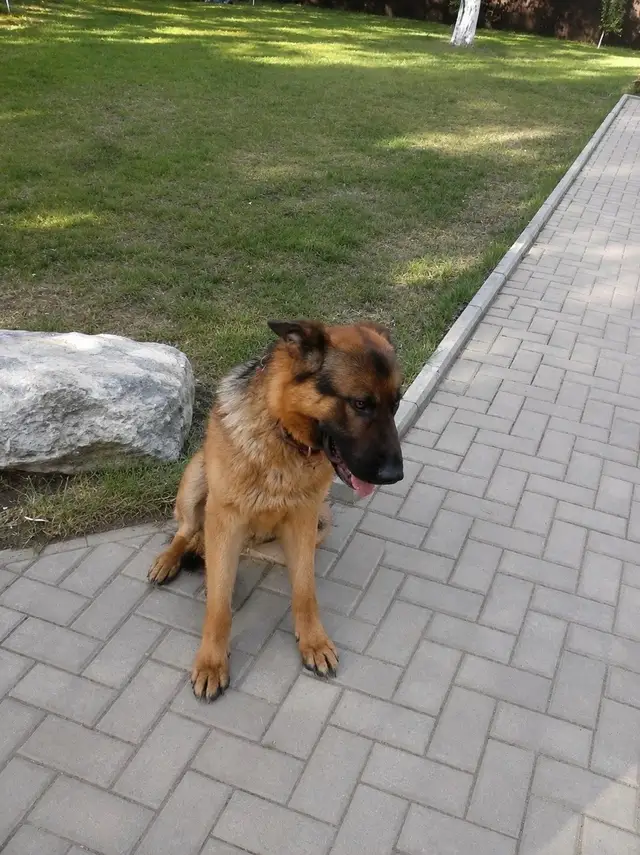 Пропала собака в Калинковичах — Дмитров Новосиньково МО