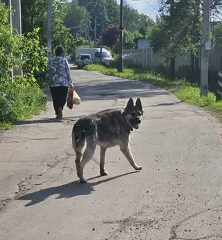 Найдена собака в Калинковичах — МО СТУПИНСКИЙ РАЙОН