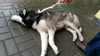 Найдена собака в Молодечно — Внимание! Найден пес!💥