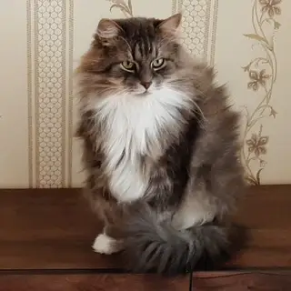 Пропала кошка в Молодечно — фото объявления