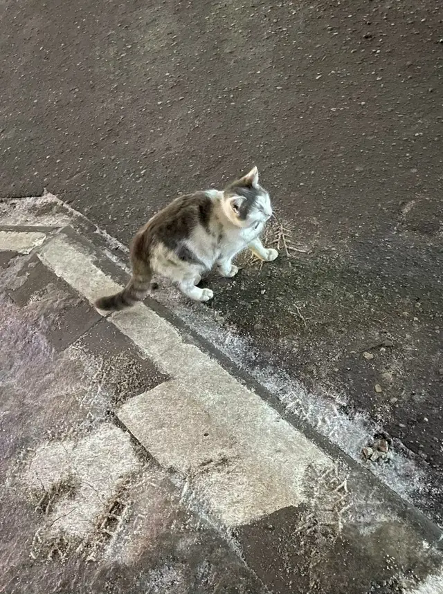 Найдена кошка в Молодечно — Кто потерял кота? Весь день на улице возле Модуля. Мёрзнет.