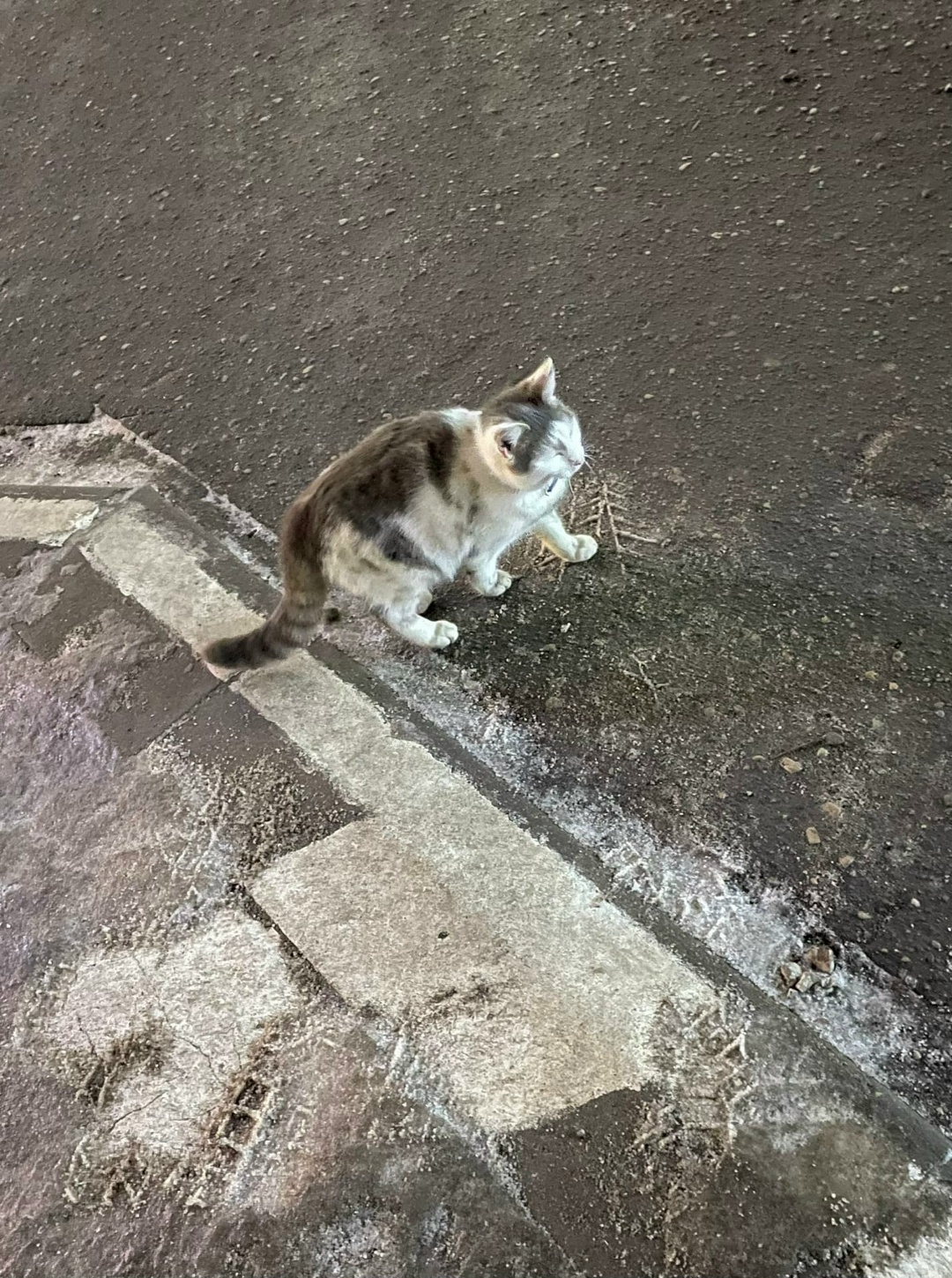 Найдена кошка в Молодечно — Кто потерял кота? Весь день на улице возле Модуля. Мёрзнет.