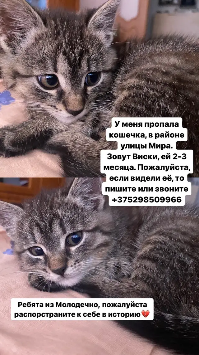 Найдена кошка в Молодечно — фото объявления
