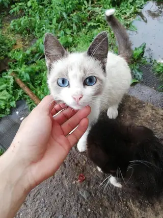 Пропала кошка в Молодечно — фото объявления