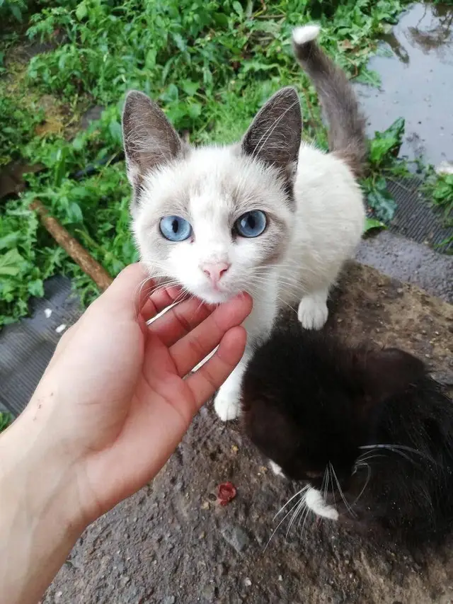 Пропала кошка в Молодечно — фото объявления