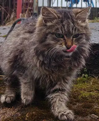 Пропала кошка в Молодечно — фото объявления