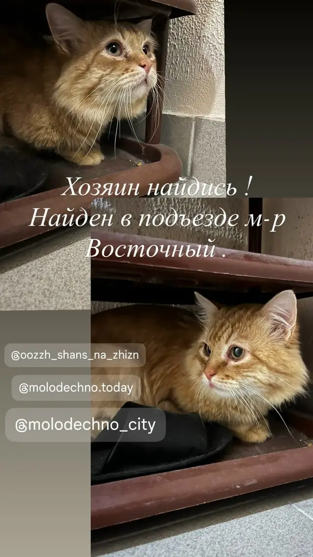 Найдена кошка в Молодечно — фото объявления