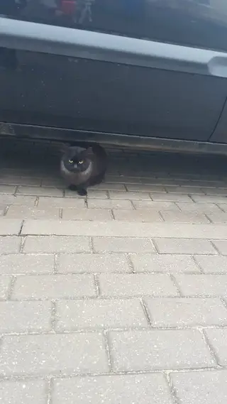 Найдена кошка в Барановичах — Военный городок, красивый кот или кошечка мяучит под машиной. Может кто потерял?