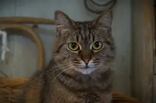 Найдена кошка в Лиде — Животные приюта «Помоги другу» 😻