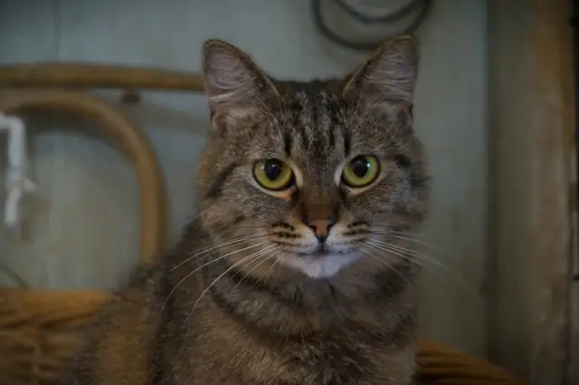 Найдена кошка в Лиде — Животные приюта «Помоги другу» 😻