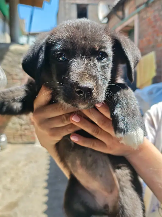 Найдена собака в Лиде — Животные приюта «Помоги другу» 🐶