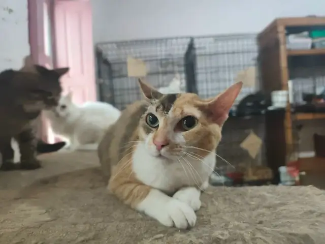 Пропала кошка в Лиде — Животные приюта «Помоги другу» 😻