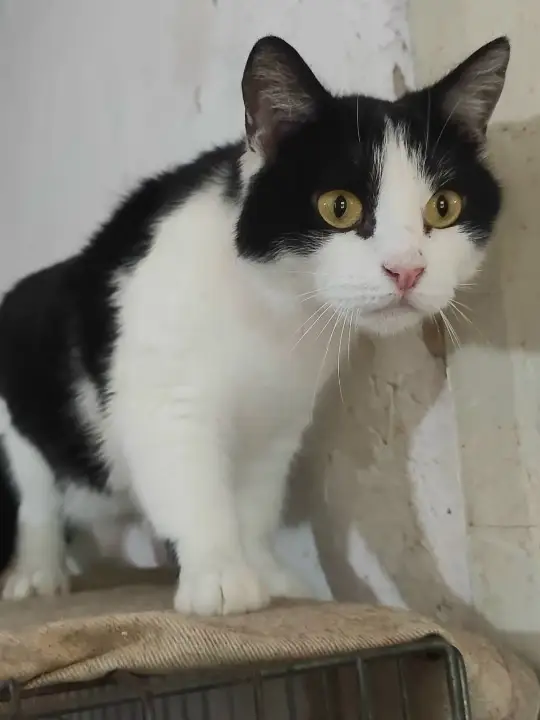 Найдена кошка в Лиде — Животные приюта «Помоги другу» 😻