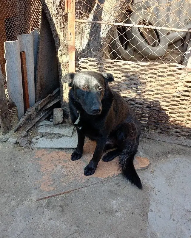 Найдена собака в Лиде — Животные приюта «Помоги другу» 🐶