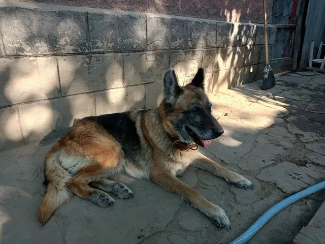 Найдена собака в Лиде — Животные приюта «Помоги другу» 🐶