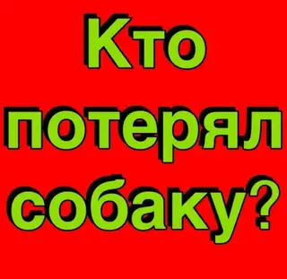 Найдена собака в Лиде — КТО ПОТЕРЯЛ СОБАКУ??? ‼