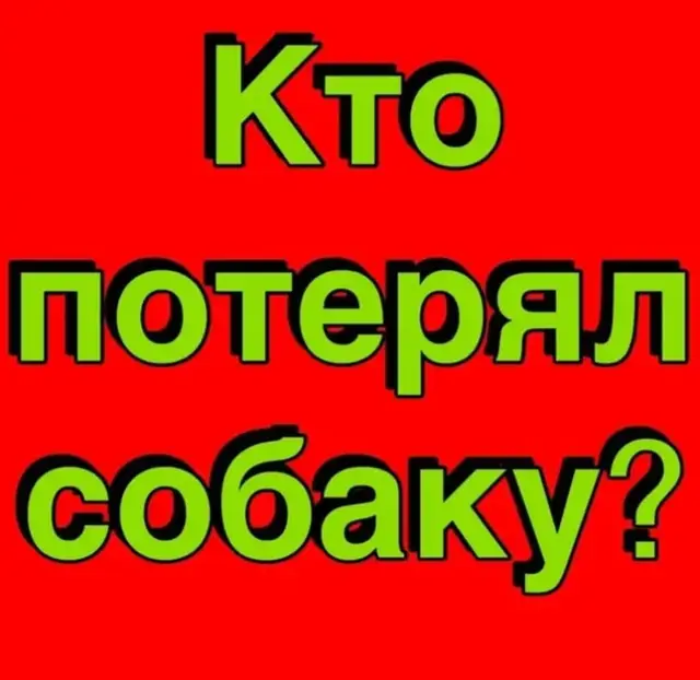 Найдена собака в Лиде — КТО ПОТЕРЯЛ СОБАКУ??? ‼
