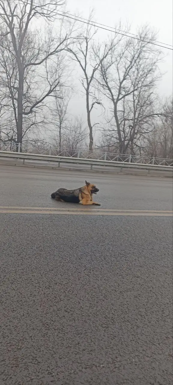 Найдена собака в Лиде — Ну и, конечно, как это обычно у нас бывает... 😪 Приехать в приют с «пустыми руками» не получилось…