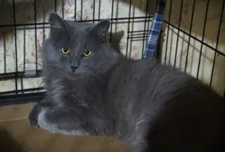 Найдена кошка в Лиде — Животные приюта «Помоги другу» 🐈