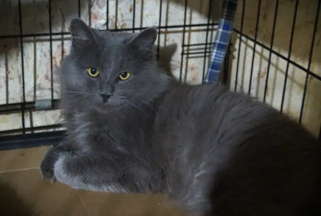 Найдена кошка в Лиде — Животные приюта «Помоги другу» 🐈