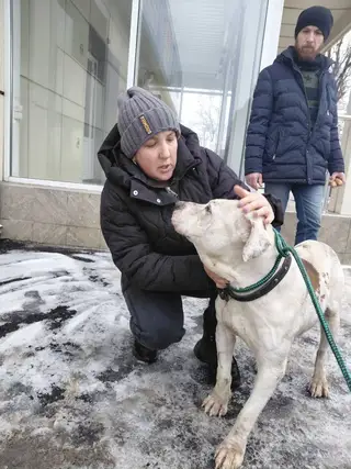 Найдена собака в Лиде — История вчерашнего [https://vk.com/wall-126222020_150848|стафа, который появился из ниоткуда у магазина…