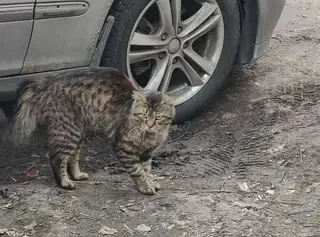 Найдена кошка в Лиде — Чей потеряшка?