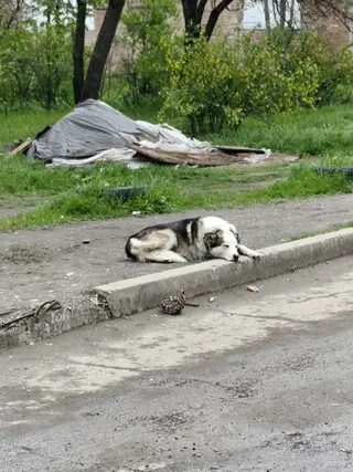 Найдена собака в Лиде — ЧЬЯ СОБАКА??? ⁉