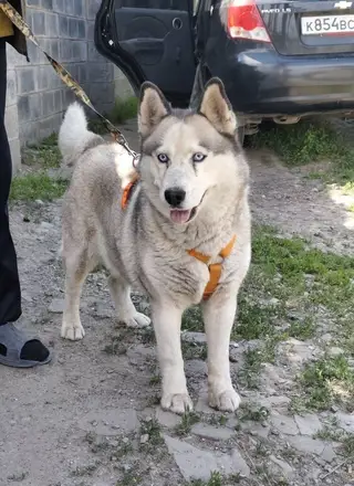 Пропала собака в Лиде — СРОЧНО! ❗❗❗ ПРОПАЛИ СОБАКИ!