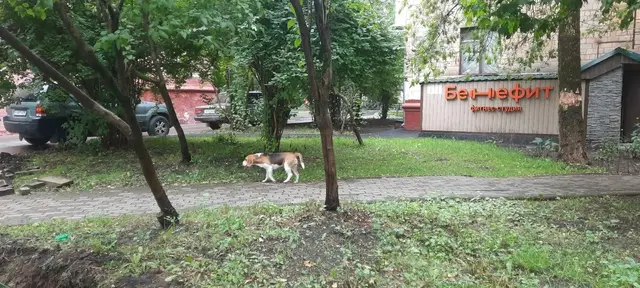 Найденная собака в Слониме: г. Москва, СЗАО, р-н Щукино Найдена собака в Слониме — г. Москва, СЗАО, р-н Щукино
