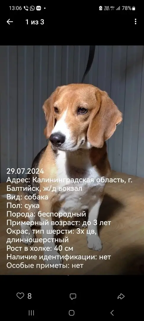 Найдена собака в Слониме — Калининградская обл., г. Балтийск