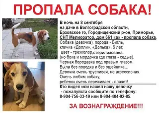 Найдена собака в Слониме — ПОИСКИ ПРОДОЛЖАЮТСЯ❗️