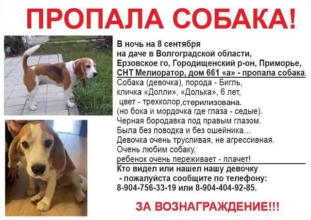 Найдена собака в Слониме — ПОИСКИ ПРОДОЛЖАЮТСЯ❗️