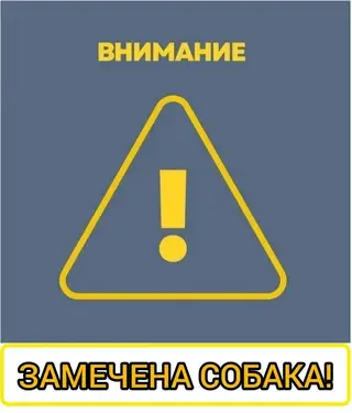 Найдена собака в Слониме — СОБАКА В БЕДЕ‼️