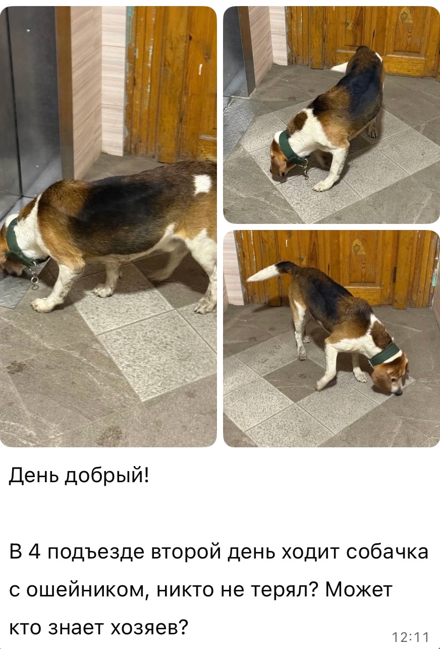 Найдена собака в Слониме — г. Орехово- Зуево, потерялась собачка. Может кто то узнает по ошейнику?