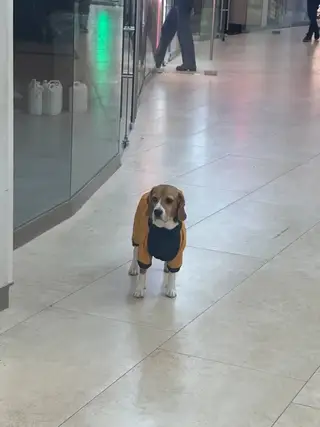 Найдена собака в Слониме — Москва