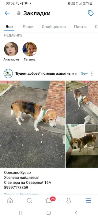 Найдена собака в Слониме — Орехово-Зуево