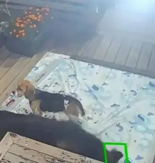 Найдена собака в Слониме — Замечена собака бигль, беременна.