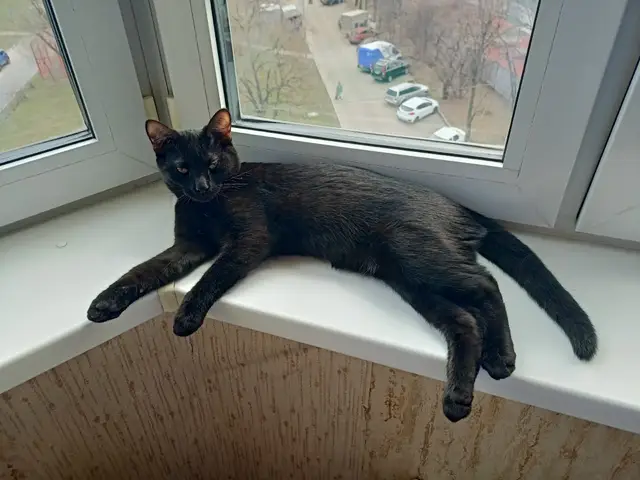 Пропала кошка в Дзержинске — фото объявления