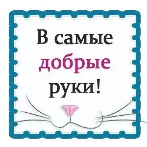 Найдена кошка в Орше — Стерелизовать домашнюю кошку?!