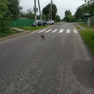 Найдена собака в Орше — МАКСИМАЛЬНЫЙ РЕПОСТ!!