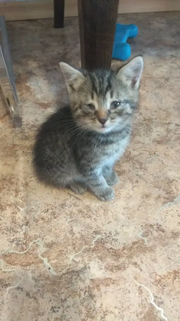 Найдена кошка в Орше — СРОЧНО НУЖНА ПОМОЩЬ! Котенок ищет дом (мальчик). Подобрали вчера на улице. У себя оставить не могу…